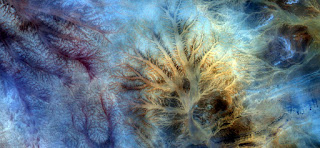 Peacock,Stone plant fantasy,Abstract Naturalism,abstract photography deserts of Africa from the air,abstract surrealism,mirage in desert,fantasy forms and colors in the desert,flowers, leaves,roots Peacock,Stone plant fantasy,Abstract Naturalism,abstract photography deserts of Africa from the air,abstract surrealism,mirage in desert,fantasy forms and colors in the desert,flowers, leaves,roots