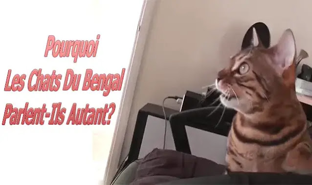 chat bengal qui parle