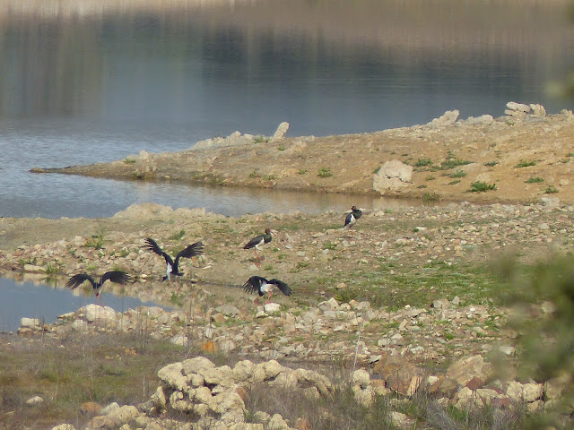 Grupo de cinco cigüeñas negras sorprendidas alimentándose en el Embalse de Puente Nuevo .