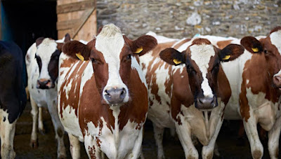 Ayrshire Cattle Advantages, Disadvantages, Facts, Milk Quality