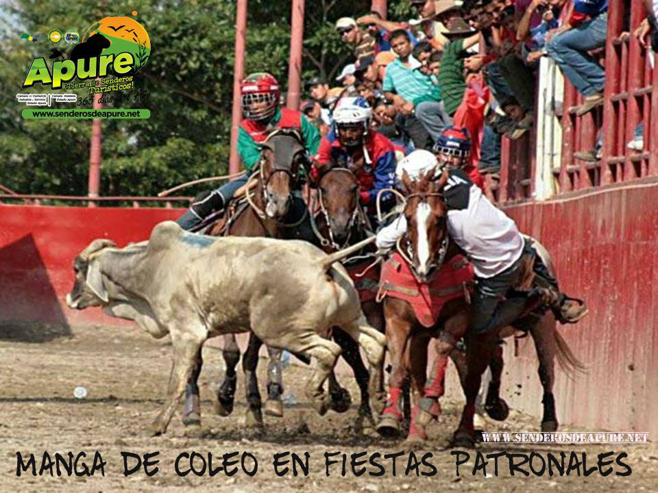 APURE Deporte tradicional de los Toros Coleados en llanos de Venezuela