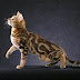 Bengal cats are CITES regulated