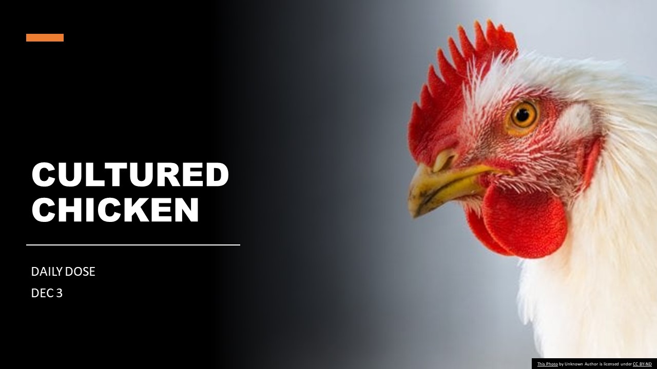 Cultured Chicken Singapore Lifestyle Portal