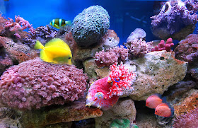 Sea Life