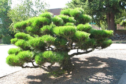 Ciri Ciri Pohon Pinus Hitam Jepang (Pinus thunbergii) Di Alam Liar