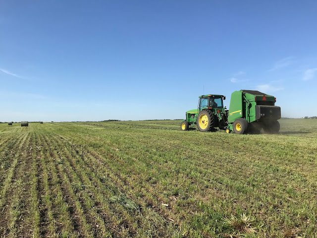 alfalfa fertilizer application nutrient management