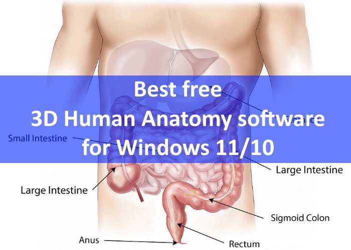 Logiciel d'anatomie humaine 3D Windows