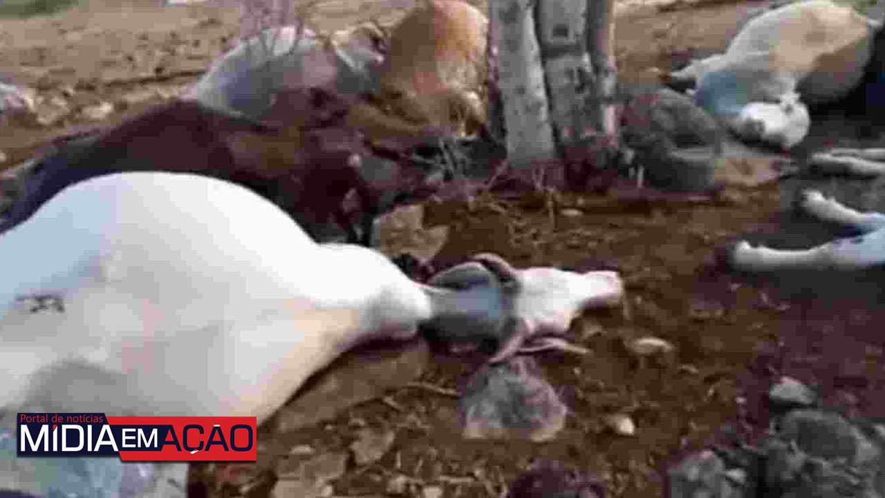 Animais morrem atingidos por raio em zona rural no Agreste; veja vídeo