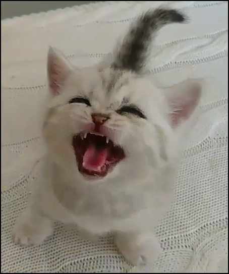 Cute kitten roaring like a mini Lion Cute kitten roaring like a mini Lion