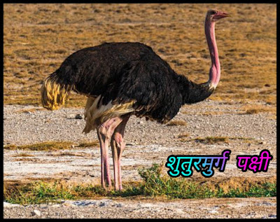 Ostrich Bird Facts In Hindi