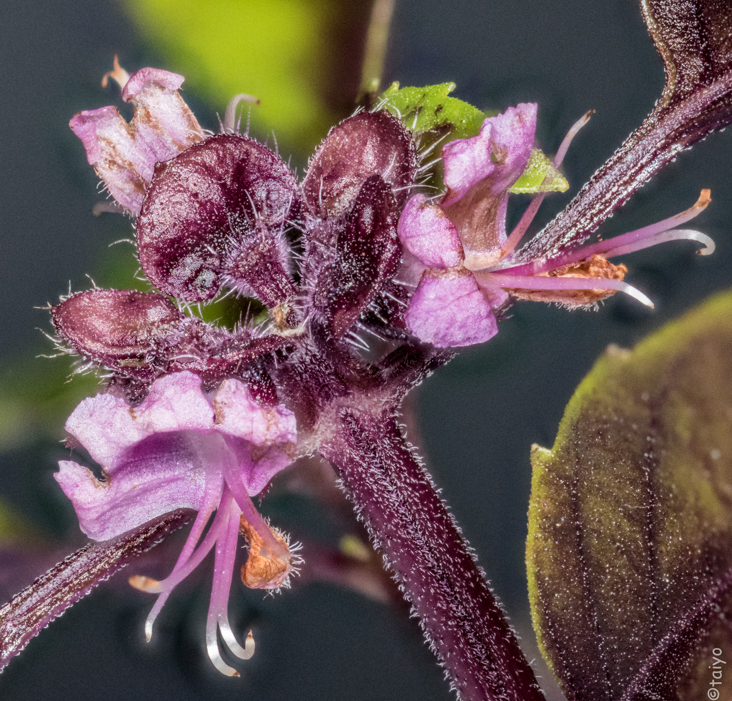 Taiyo's Meanderings Basil Blooms