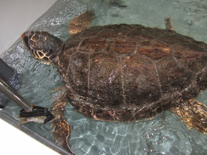 La tartaruga Caretta caretta nella vasca di quarantena a Cala Gonone