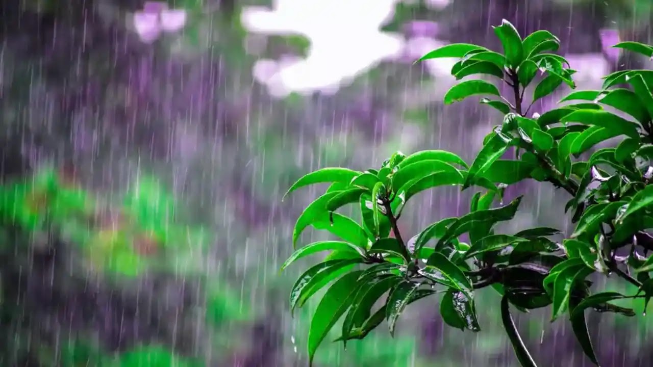 Monsoon Health Tips | HealthInsta Monsoon Health Tips | HealthInsta
