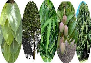 पौधों की अपनी सुंदरता होती है, लेकिन कुछ पौधे ऐसे भी होते हैं जिन्हें वास्तु शास्त्र में घर में लगाना सही नहीं माना जाता है, उसमें सबसे पहले पौधा आता है, जिसे काटने या छीलने पर सफेद पदार्थ निकल जाता है, इससे नकारात्मक ऊर्जा पैदा होती है।  घर में पौधे नहीं लगाने चाहिए।