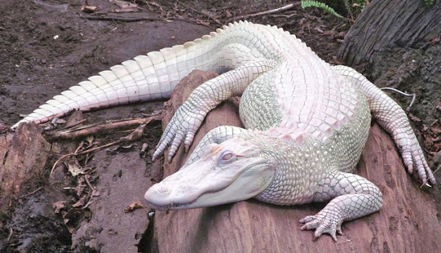 Albino Alligators