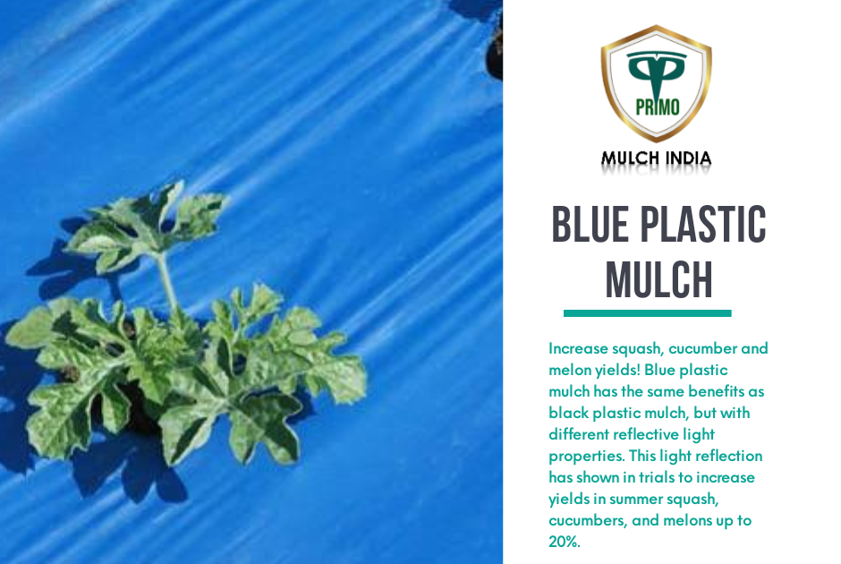 MulchIndia Blue Plastic Mulch Mulch India Call+𝟵𝟭 𝟵𝟬𝟬𝟬𝟰𝟵𝟱𝟬𝟬𝟱 www