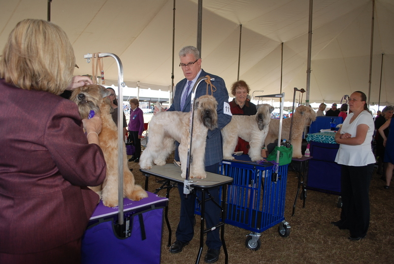 Travels of Susan and Judy Dog Show in Brooksville Florida