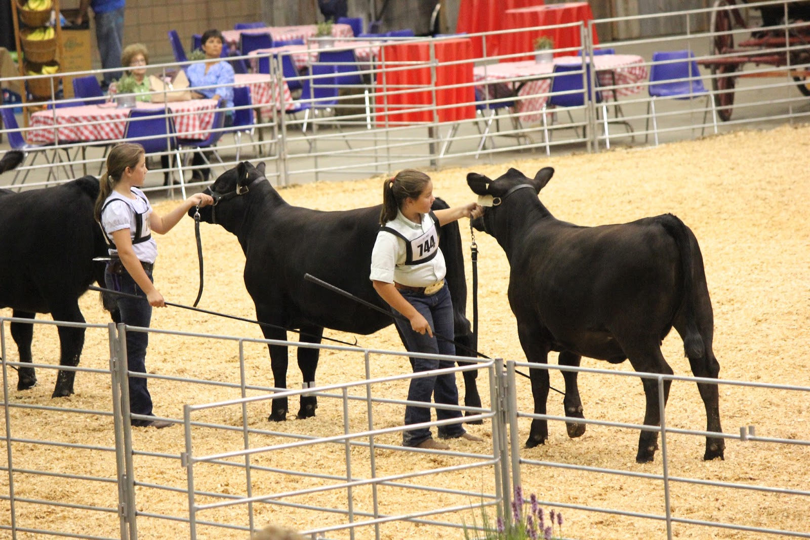 Harward Sisters THE National Junior Angus Show!