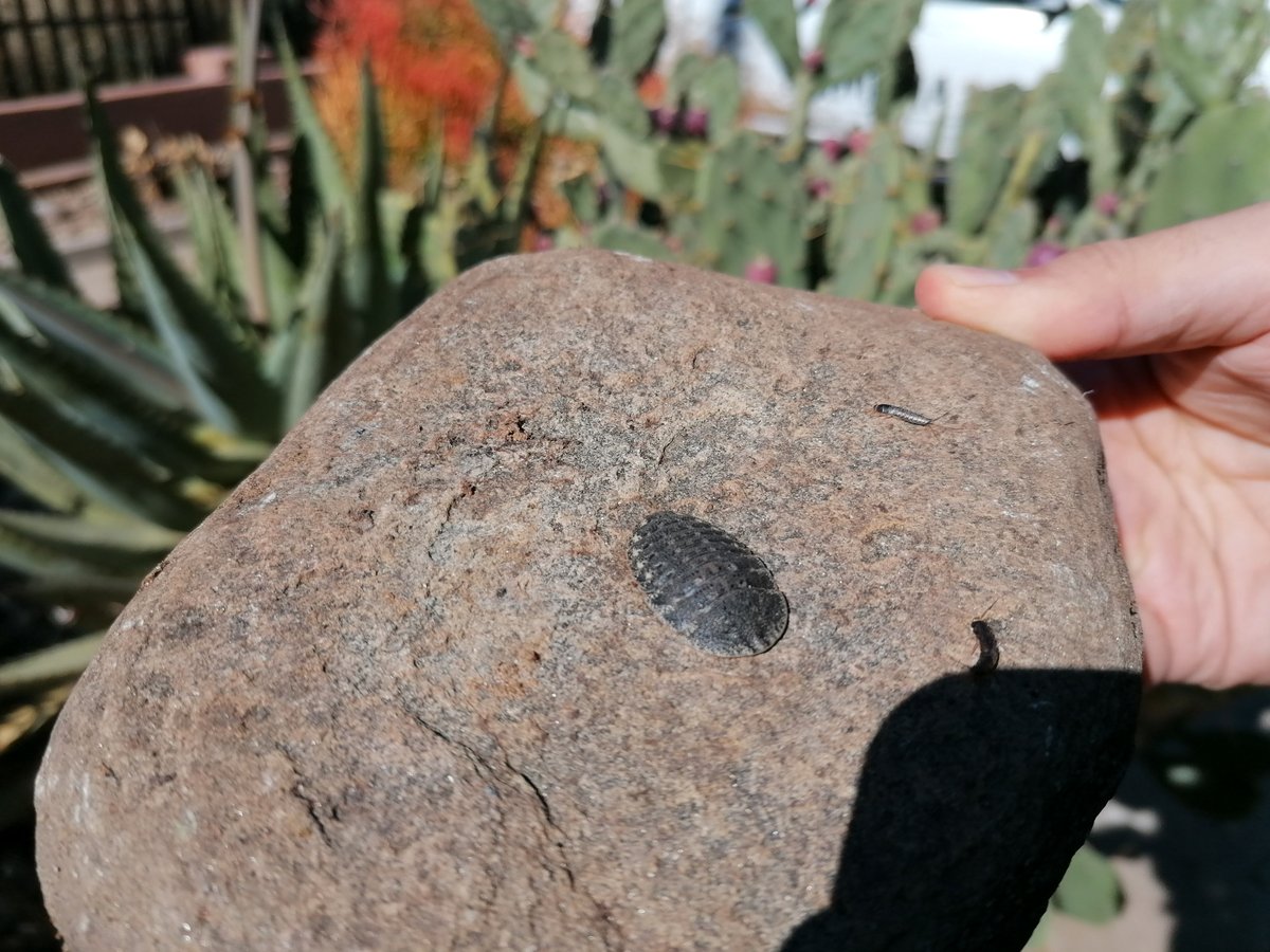 Вшестером по Намибии на джипах в пандемию Вшестером по Намибии на джипах в пандемию