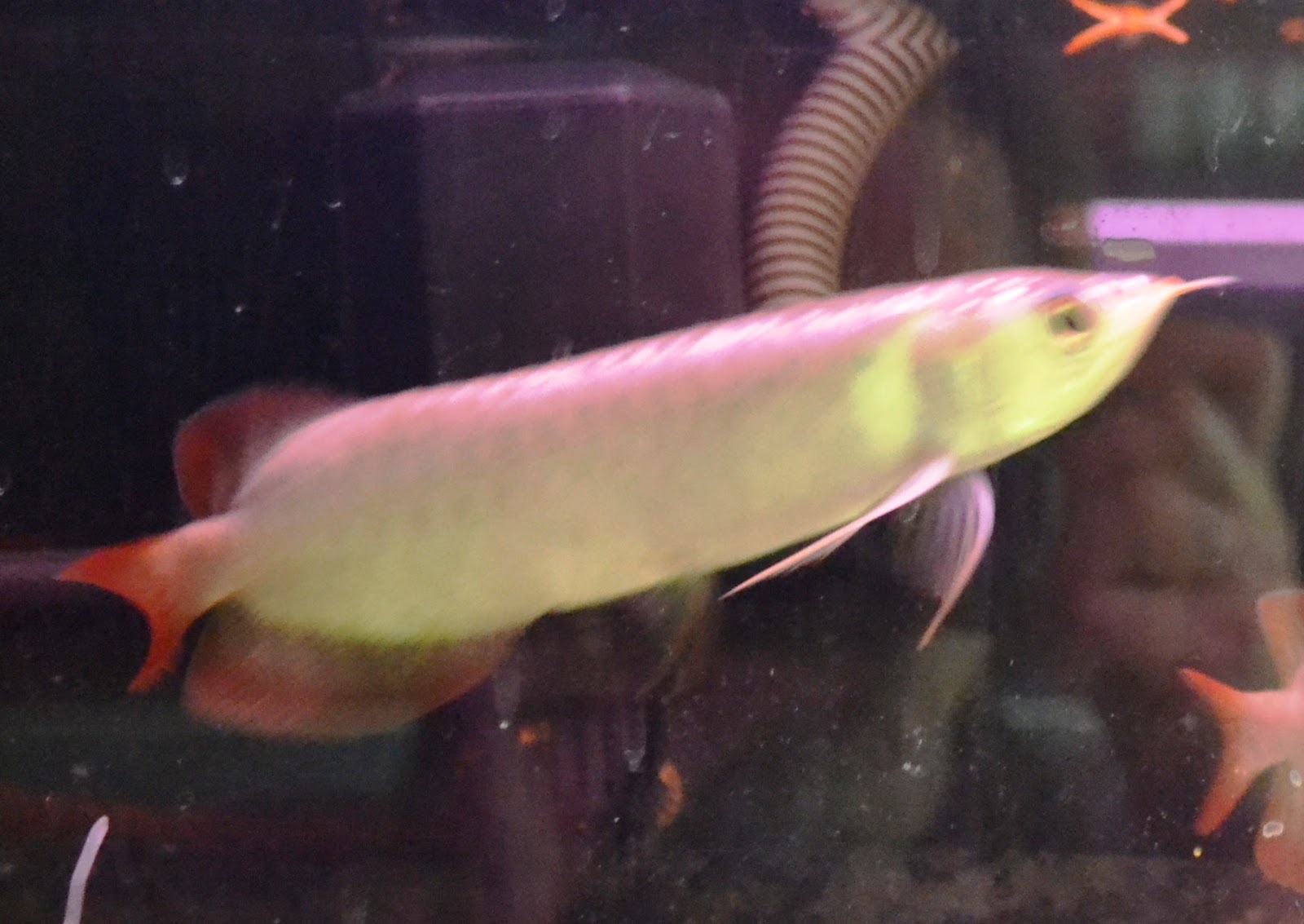 ASSAKINAH AROWANA Baby Chili Red Arowana 5 inches