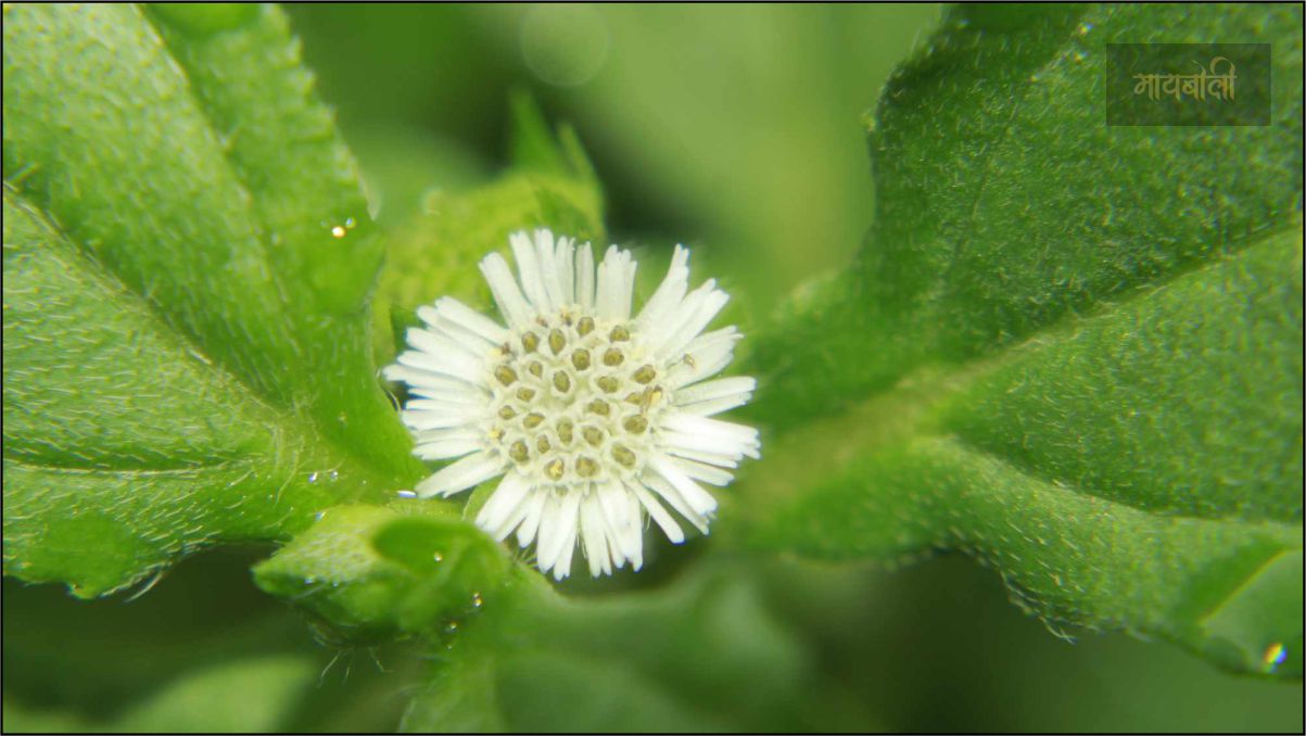 भृंगराज - केस दाट होण्यासाठी घरगुती उपाय भृंगराज - केस दाट होण्यासाठी घरगुती उपाय