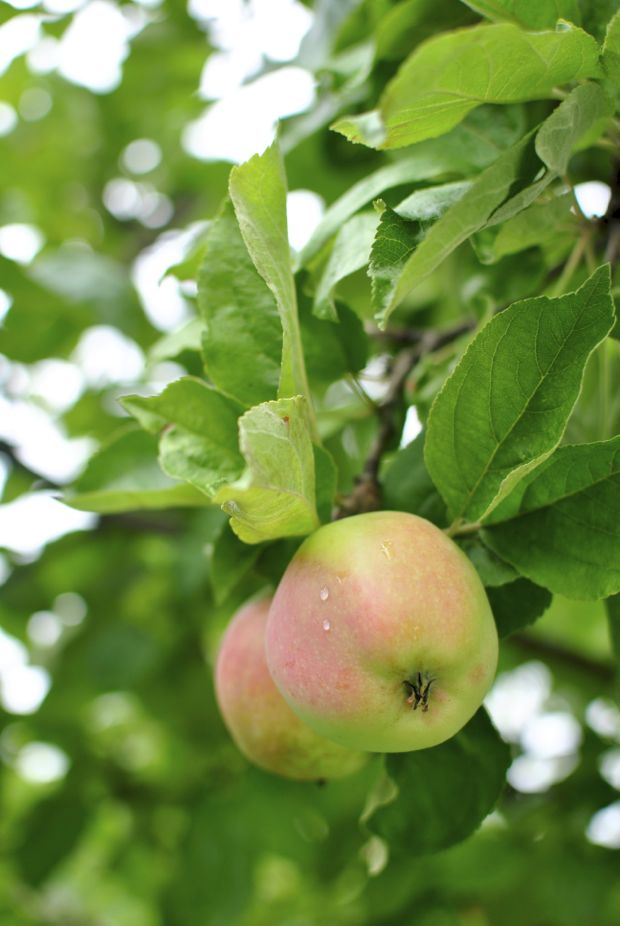 äppelträd äpplen