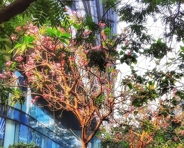 Mumbai Daily Natural 'Holi'