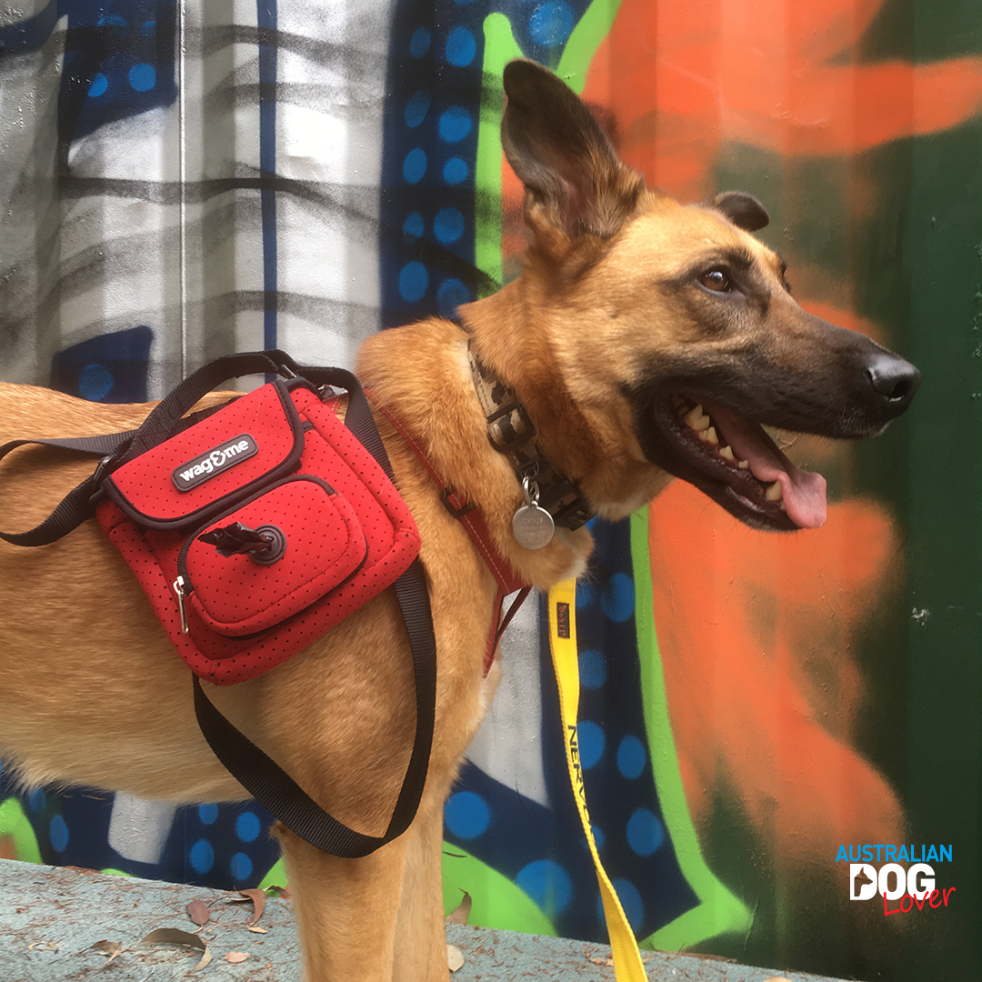 The Poochette Dog Walking Pouch Review Australian Dog Lover