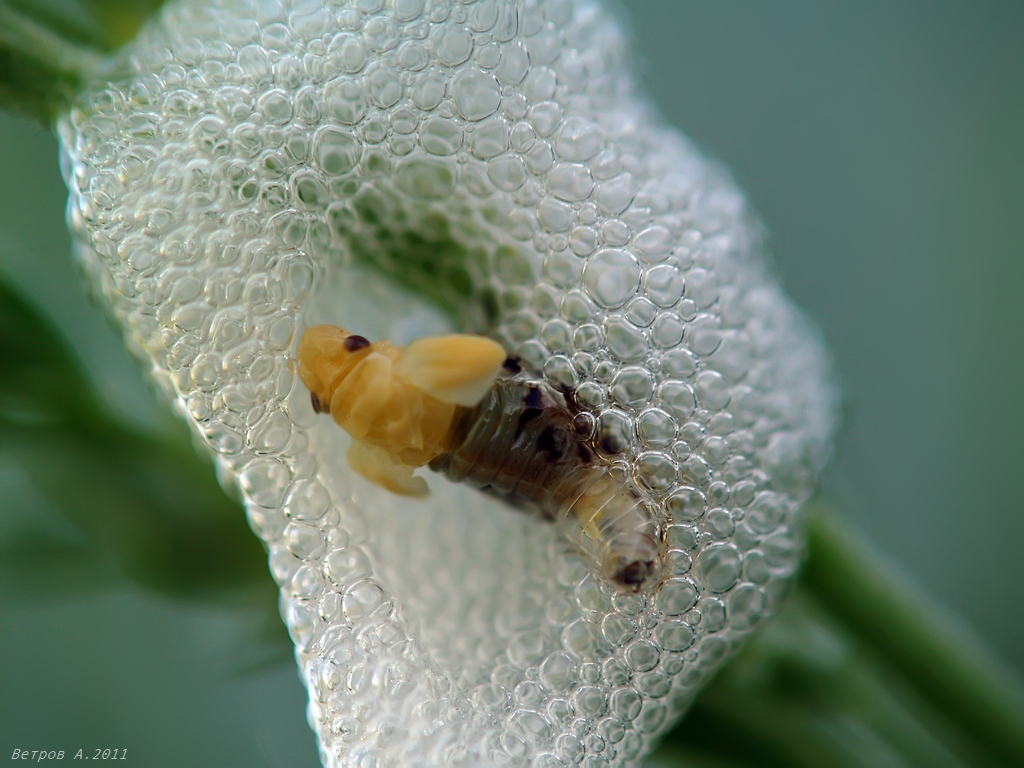 яйца трипсов. западный цветочный трипс frankliniella occidentalis. трубкохвостые трипсы. оранжерейная белокрылка пупарий. личинки тли на листьях.