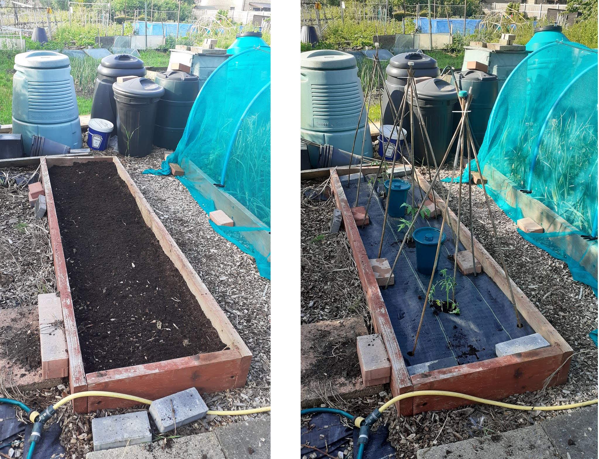 Alans Allotment 2nd Tomato Bed & Quadgrow