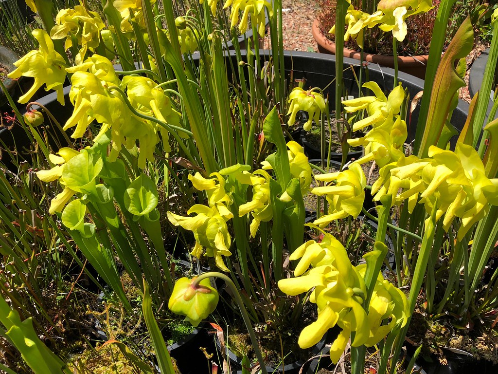 Pitcher plant - Sarracenia care and culture | Travaldo's blog