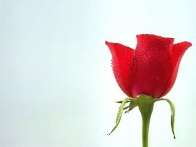 صور ورد 2021 خلفيات وصور ورود رائعة 6 صور ورد 2021 خلفيات وصور ورود رائعة 6