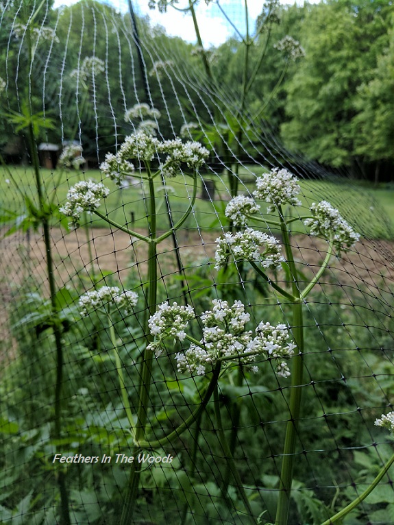 How to keep deer out of your garden (14 different ways) Feathers in