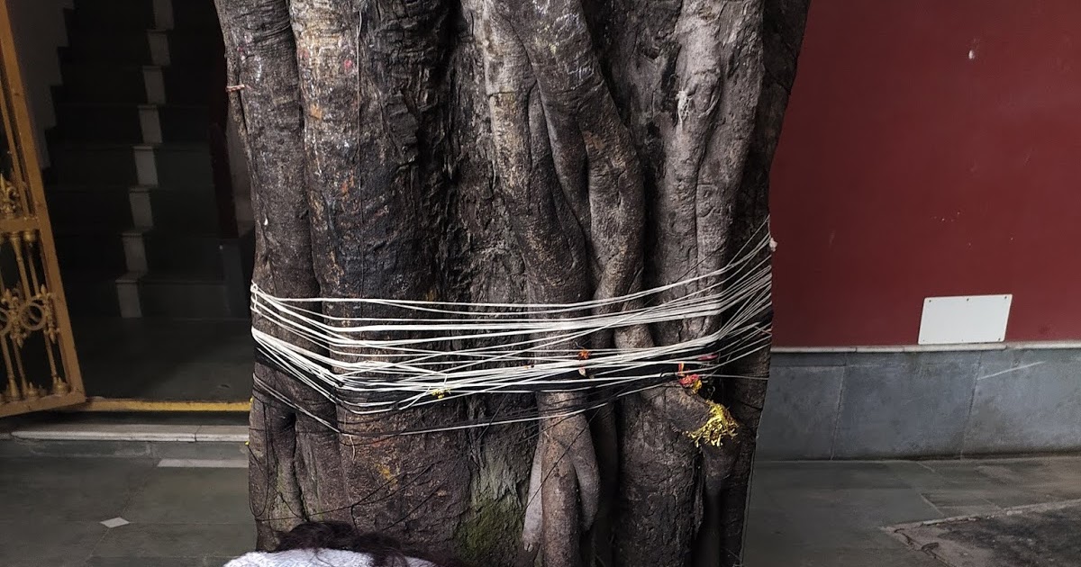 CHINAR SHADE PEEPAL TREE AND DOGRI POET YASH SHARMA.