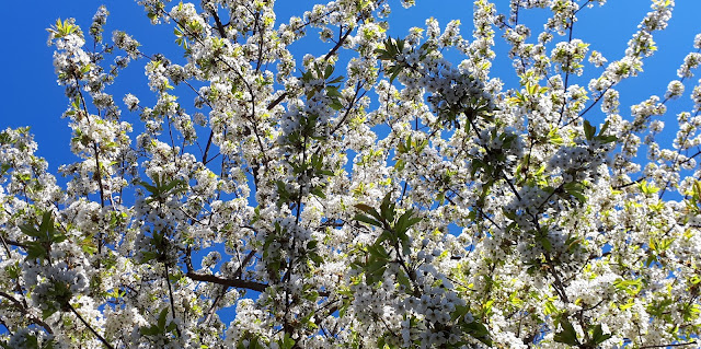 kohti normaalimpaa, kevat, koronakevat, ulkopuuhia, kesasuunnitelmat