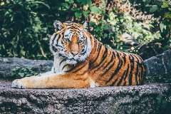 बाघ पर हिंदी में निबंध - Essay on tiger in hindi