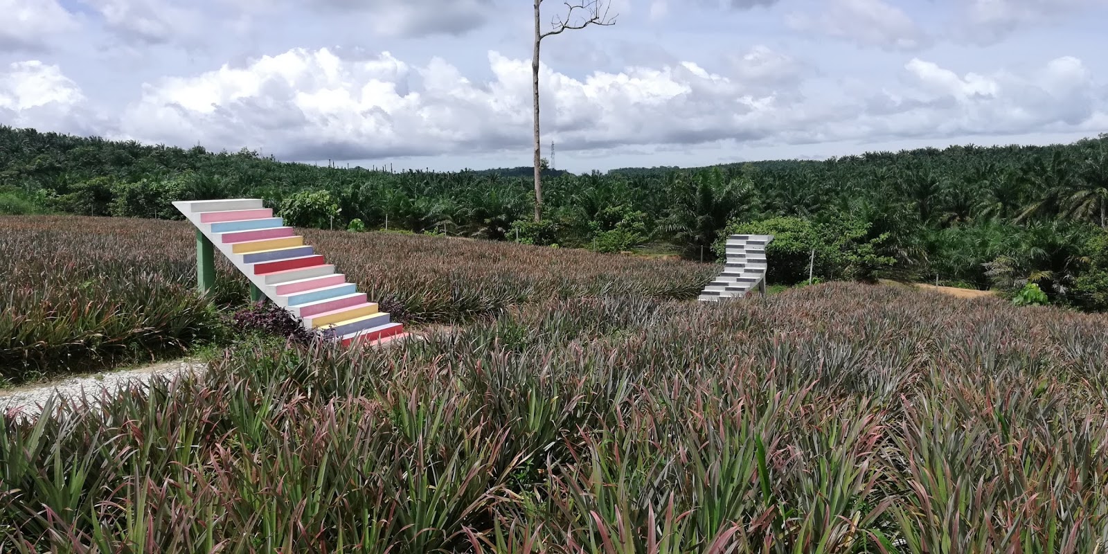 Lukut Sky ladder pineapple farm卢骨天梯黄梨园