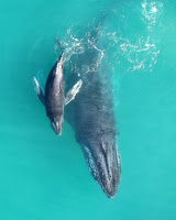 La Eurocámara pide a Noruega que detenga la caza de ballenas