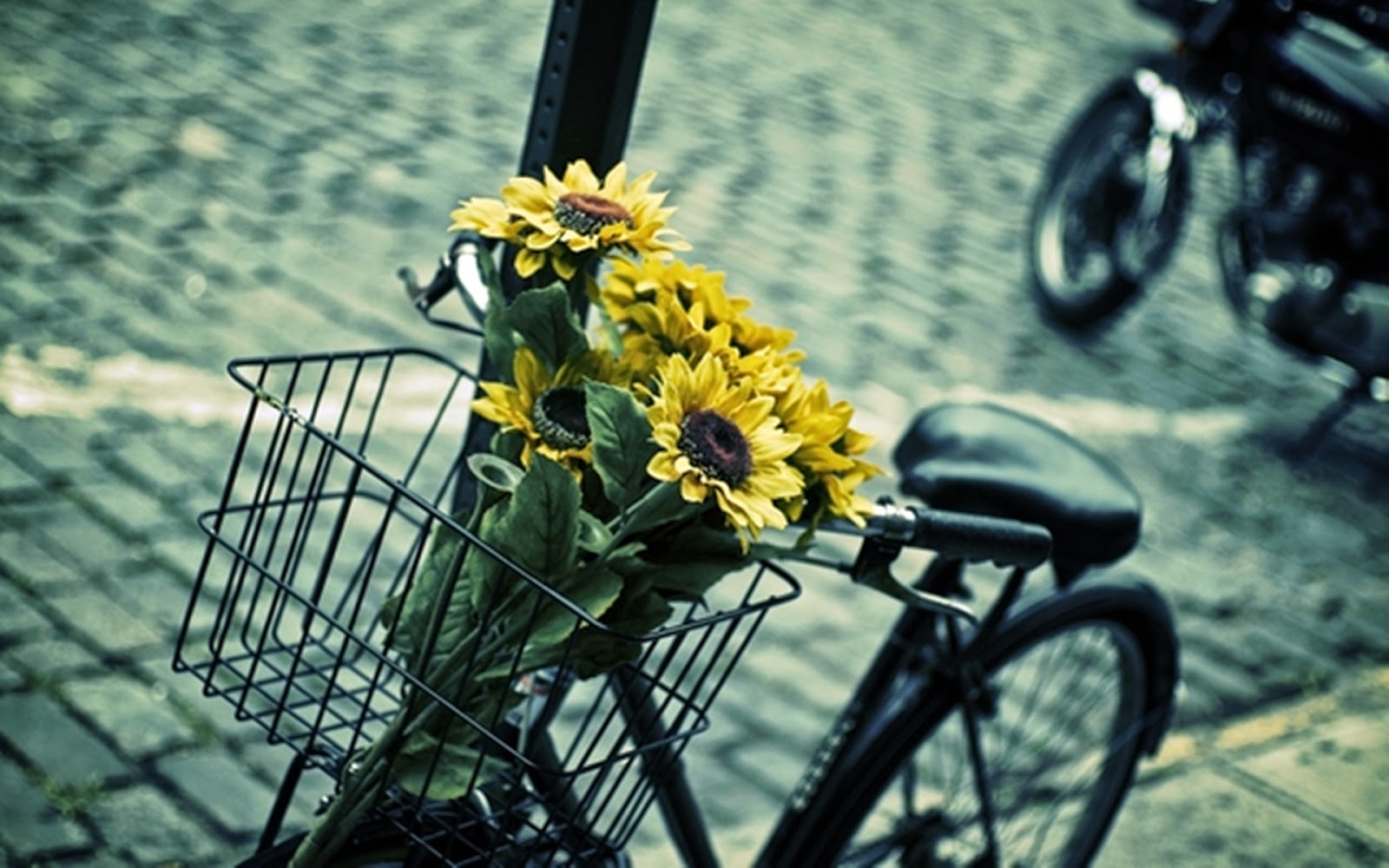 Bicycle with flower wallpapers photo 2014-2015 ~ Charming collection of