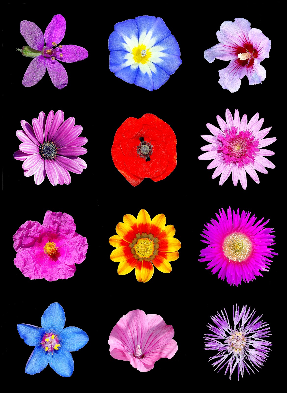 Free Coloring Pictures Colored Pictures Of Flowers