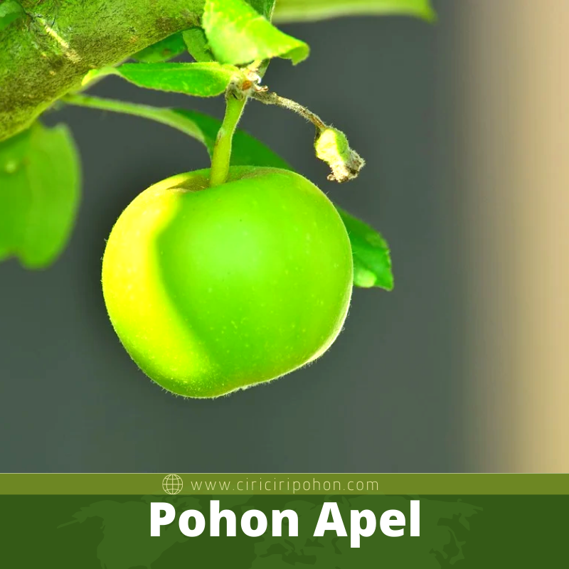 Pohon Apel