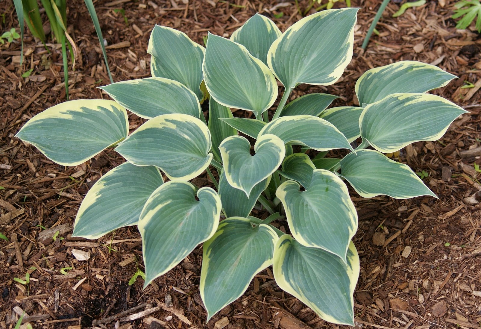 Хоста марракеш