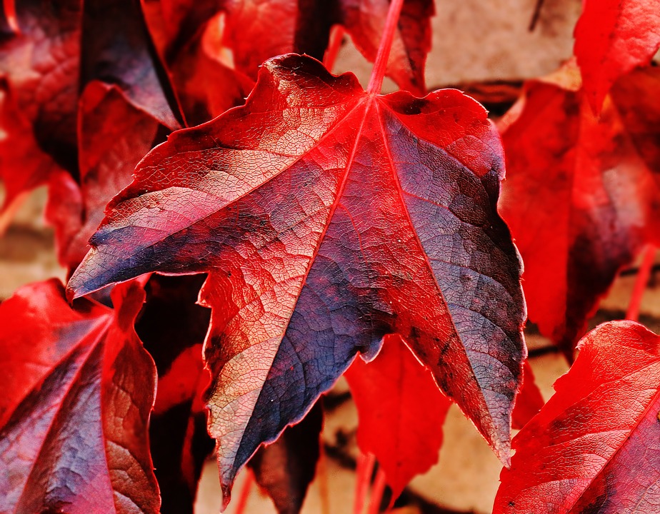 Piante da giardino con foglie rosse quali sono e come sceglierle