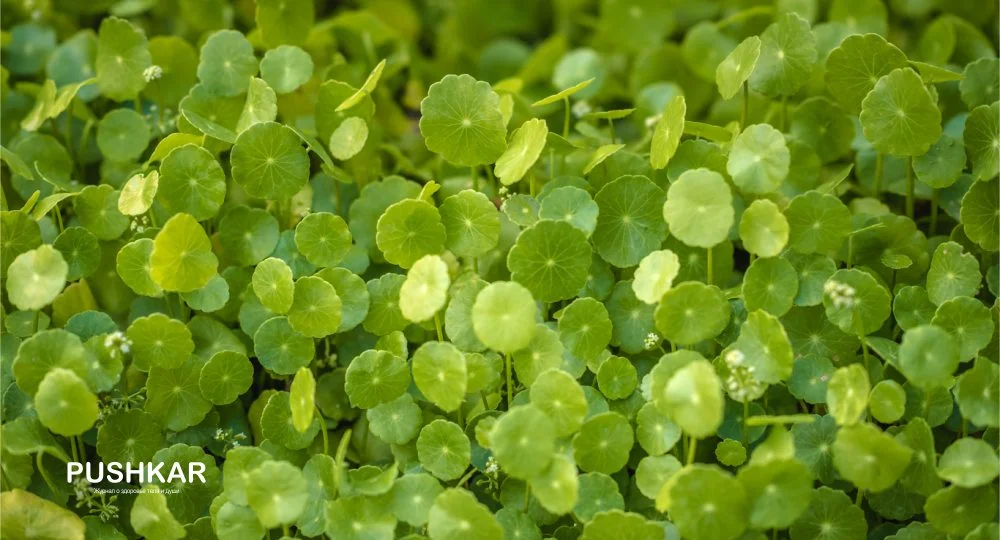 УСТРАНЕНИЕ КАЛЬЦИФИКАЦИИ И АТЕРОСКЛЕРОЗА.