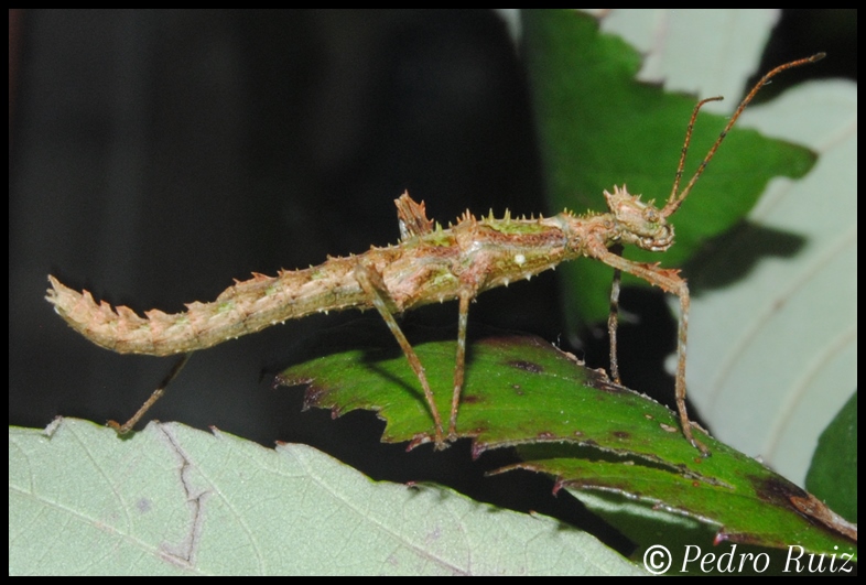 Ninfa hembra L2 de Trachyaretaon sp. aurora, 2,2 cm de longitud Ninfa hembra L2 de Trachyaretaon sp. aurora, 2,2 cm de longitud