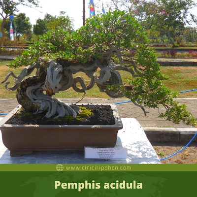 Pemphis acidula