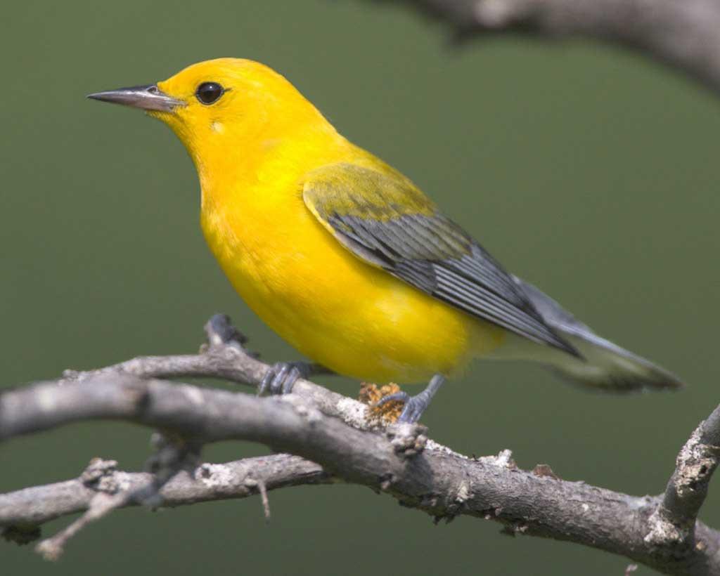 Ярко желтые птицы. Yellow Warbler птица. Ярко желтая птица. Птица с желтым окрасом. Птица с желтой окраской.