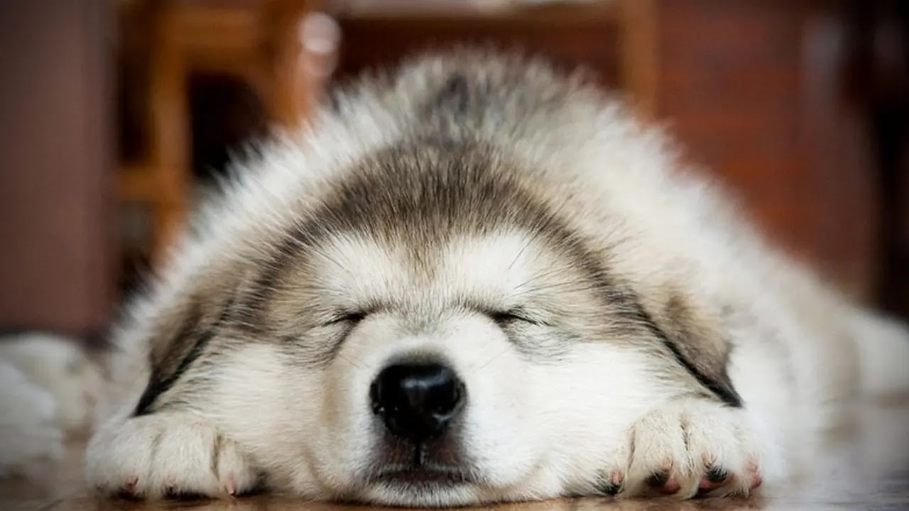 14 Reasons to Have a Husky in Your House