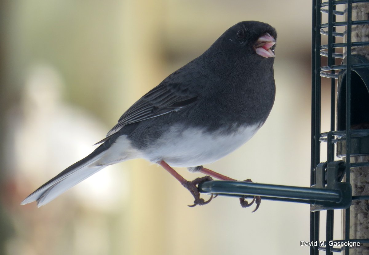 Darkeyed Junco (Junco ardoisé) in our Yard Travels With Birds