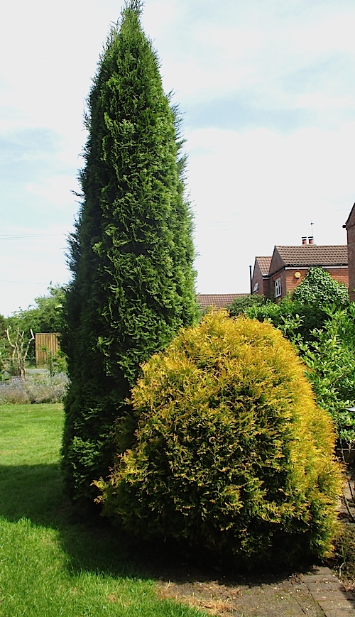 Flora Wonder Blog Conifers In Gh28